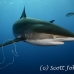 shark_silky_far_jar_h_0228_cub1508.jpg